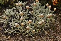 Leucochrysum albicans subsp. alpinum