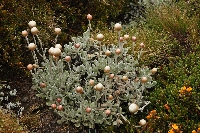 Leucochrysum albicans subsp. alpinum