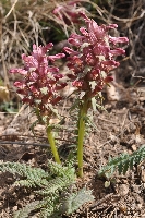 Pedicularis albertii