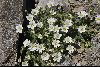 <em>Cerastium alpinum</em>