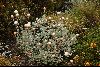<em>Leucochrysum albicans subsp. alpinum</em>