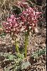 <em>Pedicularis albertii</em>