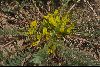 <em>Astragalus macronyx</em>