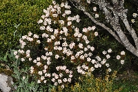 Bellendena montana