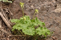 Kaufmannia brachyanthera