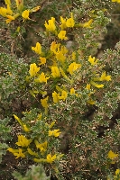 Caragana pleiophylla