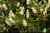 <em>Orites lancifolia</em>