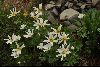 <em>Ranunculus anemoneus</em>