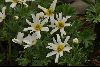 <em>Ranunculus anemoneus</em>