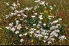 <em>Euphrasia collina subsp. glacialis</em>