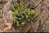 <em>Scutellaria przewalskii</em>