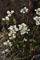 Euphrasia collina subsp. diemenica