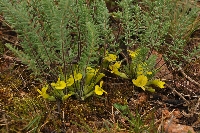 Astragalus alatavicus