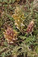 Pedicularis alatauica