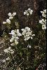 <em>Euphrasia collina subsp. diemenica</em>