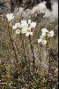 <em>Euphrasia collina subsp. diemenica</em>