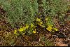 <em>Astragalus alatavicus</em>