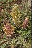 <em>Pedicularis alatauica</em>
