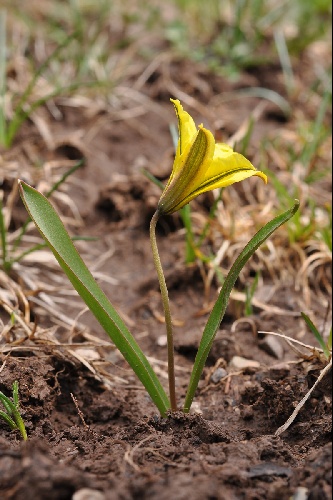 Tulipa heterophylla