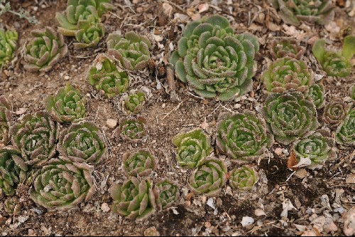 Rosularia platyphylla