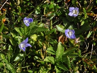 Wahlenbergia saxicola