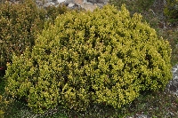 Leptecophylla juniperina subsp. parvifolia