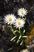 Helichrysum collierianum