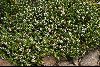 <em>Westringia rubiaefolia</em>