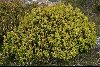 <em>Leptecophylla juniperina subsp. parvifolia</em>