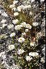 <em>Helichrysum collierianum</em>