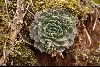 <em>Rosularia platyphylla</em>