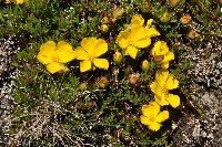 Hibbertia procumbens