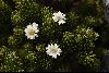 <em>Olearia ledifolia</em>