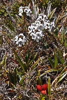 Euphrasia striata & 'Astelia alpina'