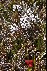 <em>Euphrasia striata &</em> 'Astelia alpina'
