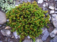 Chionohebe densiflora