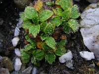 Ranunculus acrophilus