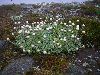 <em>Leucochrysum albicans var. alpinum</em>