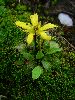 <em>Ranunculus acrophilus</em>