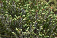 Picea likiangensis
