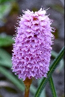 Bistorta macrophylla var. stenophylla