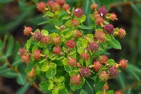Euphorbia jolkinii