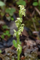 Platanthera minutiflora