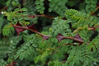 Rosa omeinsis var. pteracantha