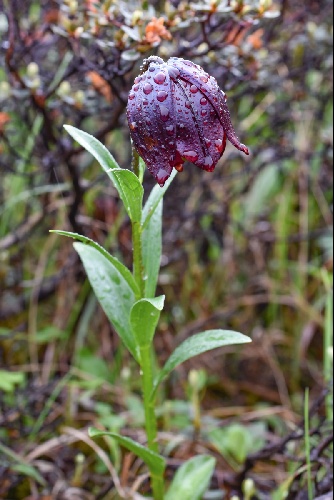 Lilium souliei