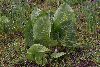<em>Ligularia cymbulifera</em>