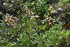<em>Rodgersia aesculifolia var. henrici</em>