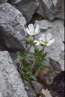 Arenaria spathulifolia