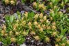 <em>Salix lindleyana</em>