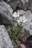 <em>Arenaria spathulifolia</em>